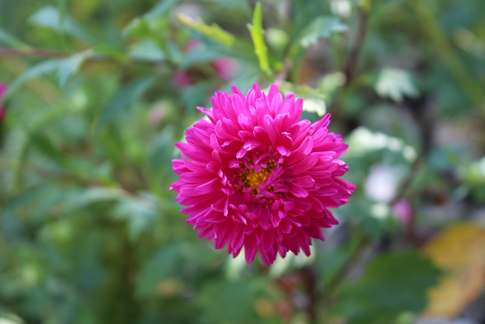 Canon EOS 650D (EOS Rebel T4i / EOS Kiss X6i) sample photo. Flowers, plants, nature photography