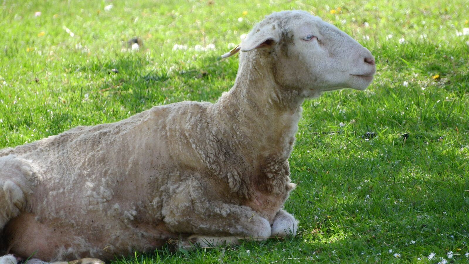 Nikon Coolpix P610 sample photo. Sheep, the animal on photography