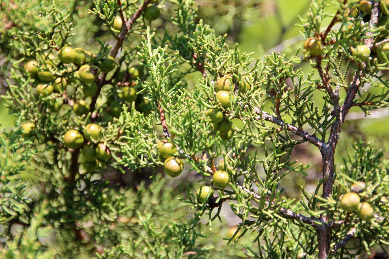Canon EOS 600D (Rebel EOS T3i / EOS Kiss X5) sample photo. Tree, green, nature photography