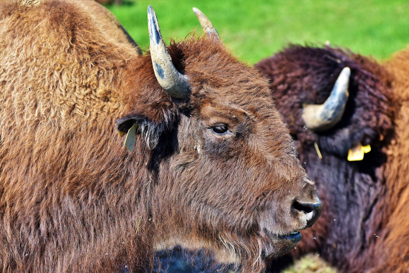 Nikon D7200 sample photo. Bison, buffalo, horns photography
