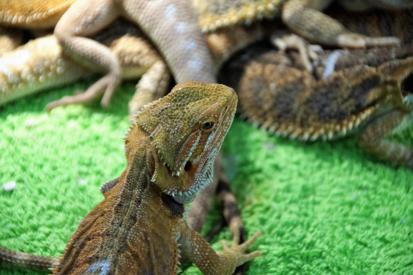 Sony SLT-A58 sample photo. Lizard, agama, vivarium photography
