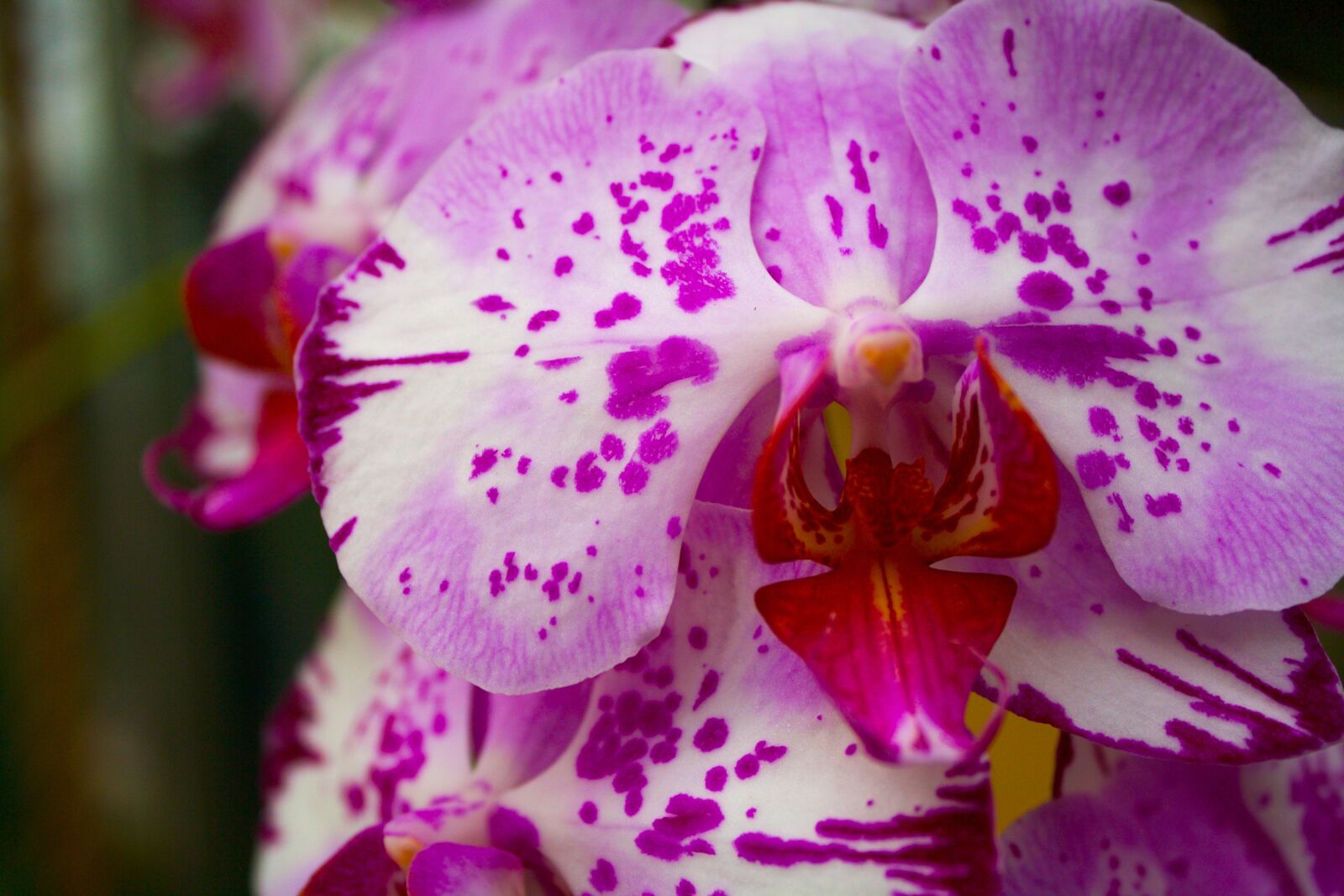 Canon EOS 1000D (EOS Digital Rebel XS / EOS Kiss F) sample photo. Orchid, purple, flower photography