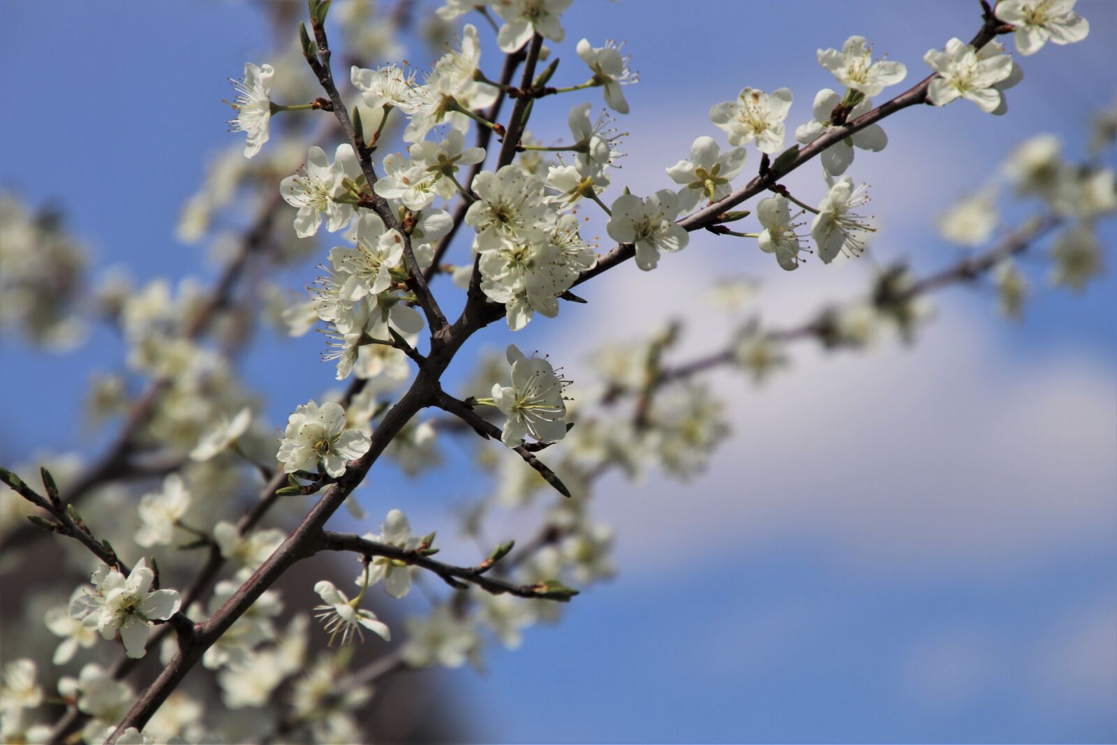 Canon EOS 80D sample photo. Flourishing, twigs, www photography