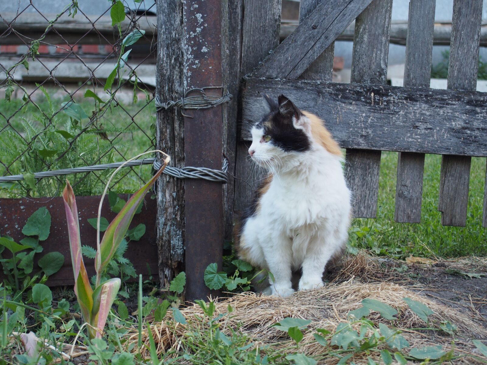 Olympus PEN E-PL6 sample photo. Cat, fence, domestic photography