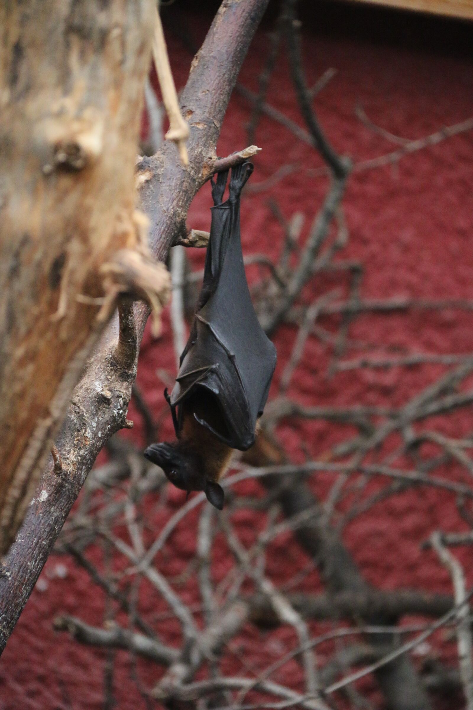 Canon EOS 70D sample photo. Bat, chiroptère, mammals photography