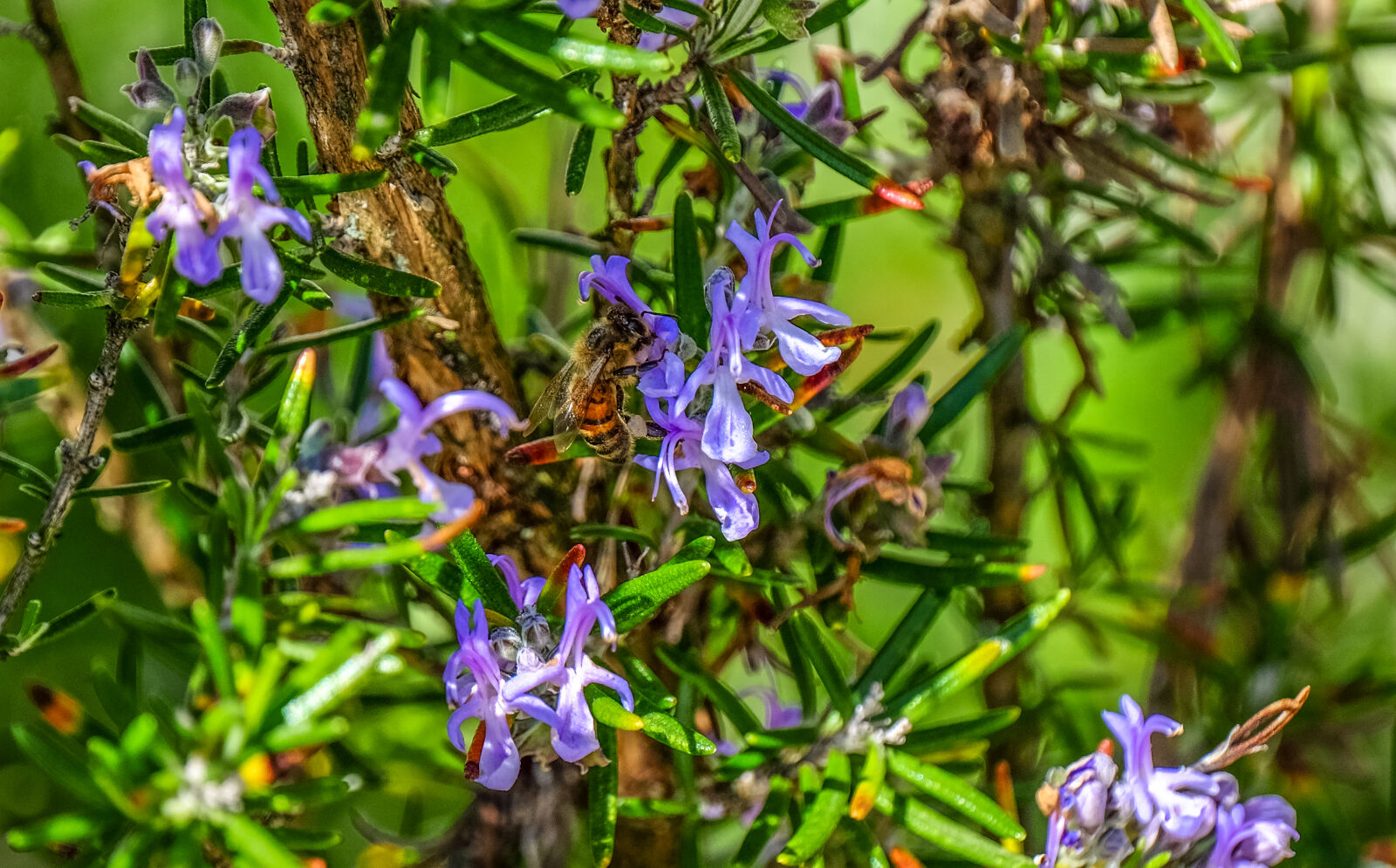 Fujifilm X-T1 + Fujifilm XF 100-400mm F4.5-5.6 R LM OIS WR sample photo. Bee, bloom, blossom, close photography