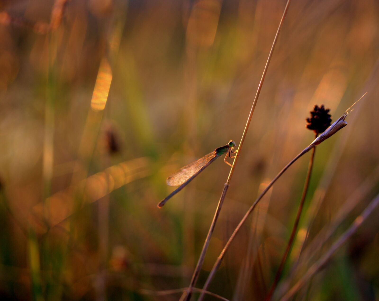Canon EF-S 60mm F2.8 Macro USM sample photo. Dragonfly, insecta, rest photography
