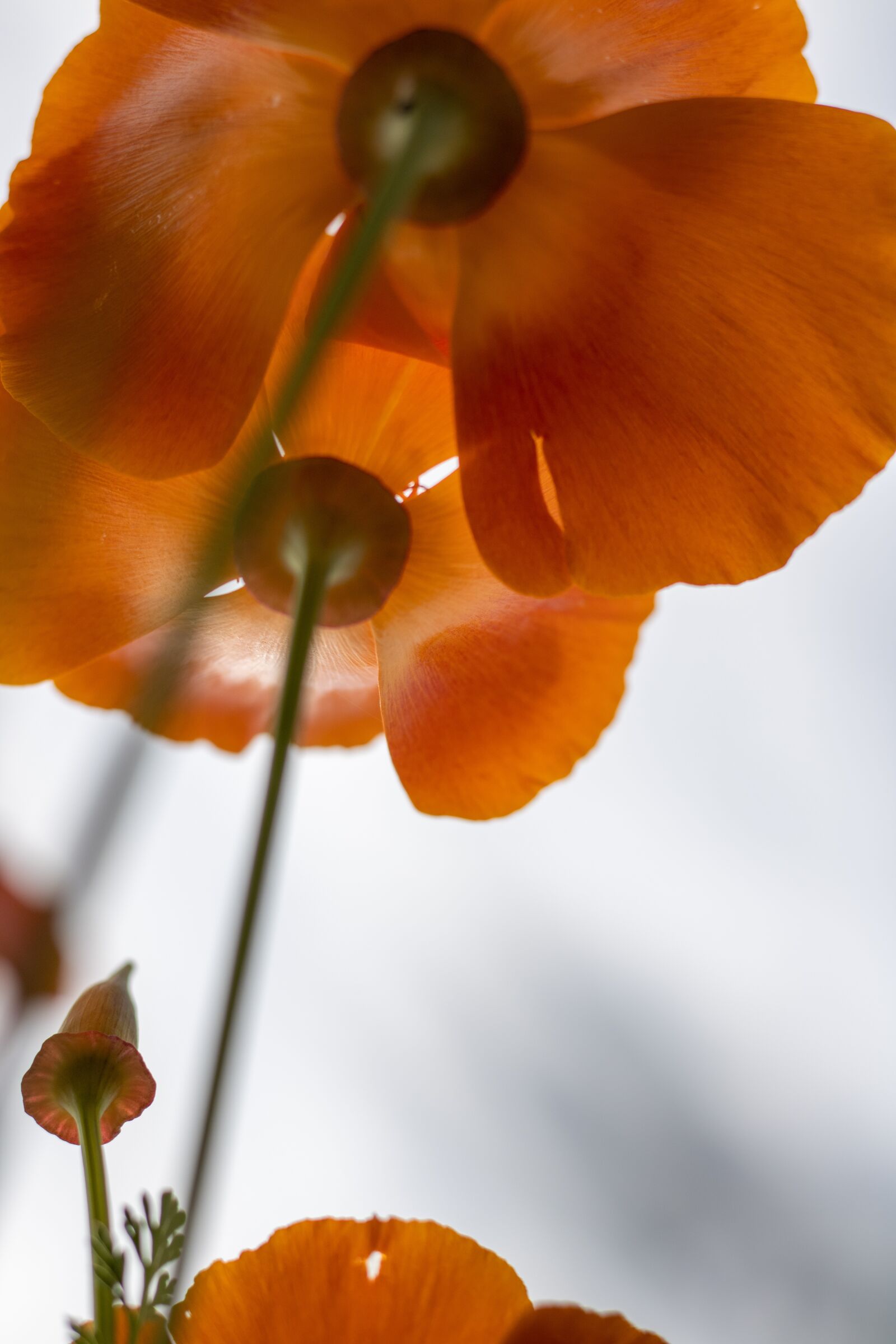 Canon EOS 2000D (EOS Rebel T7 / EOS Kiss X90 / EOS 1500D) + Canon EF 50mm F1.8 STM sample photo. Poppy, plant, ants point photography