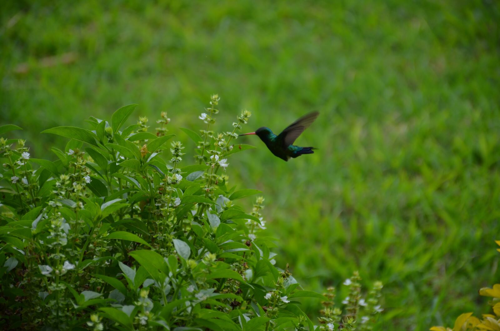 Nikon D7000 sample photo. Humming bird, flowers, bird photography