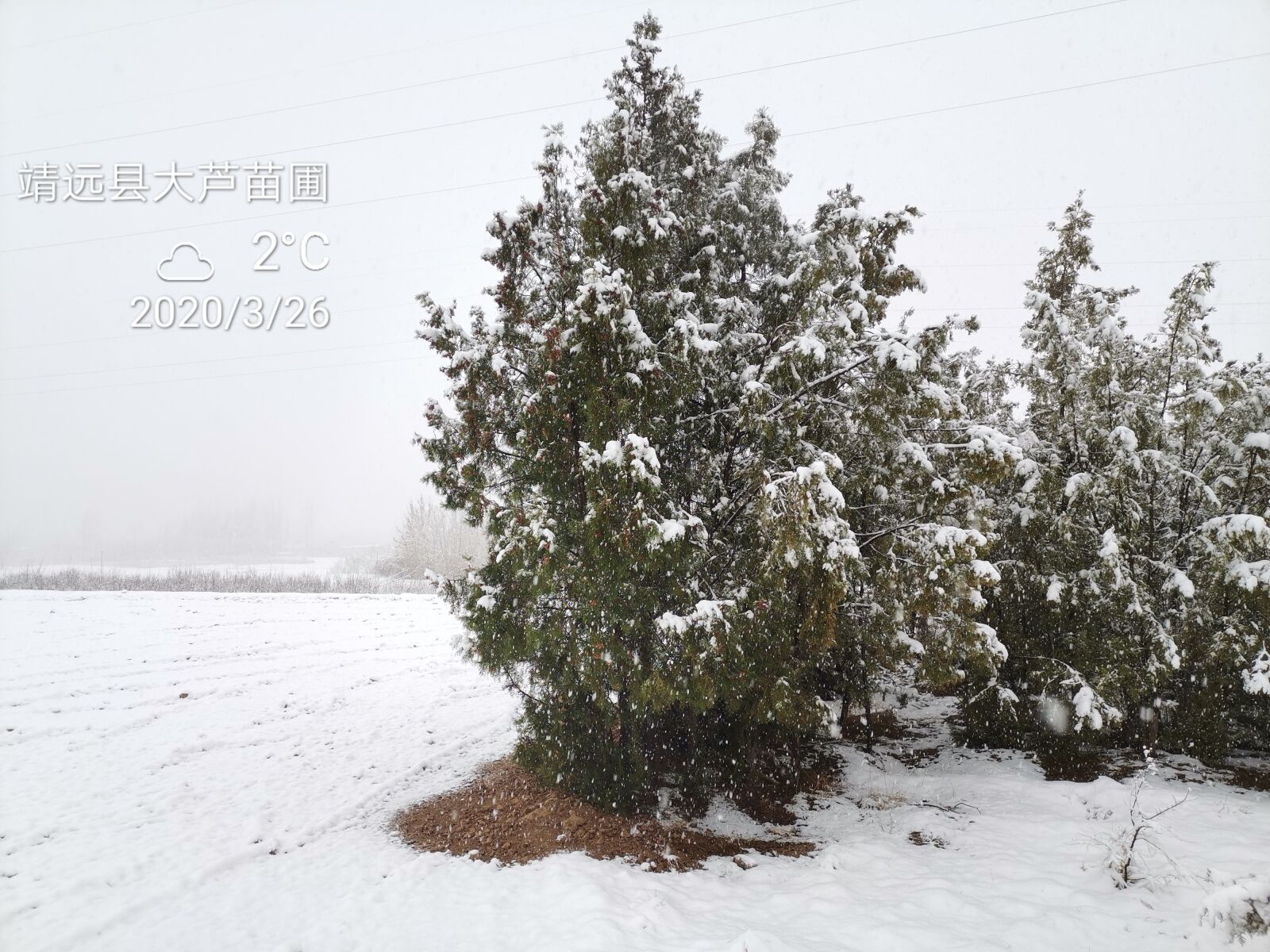 HUAWEI HLK-AL00 sample photo. Arborvitae, snow, rural snow photography