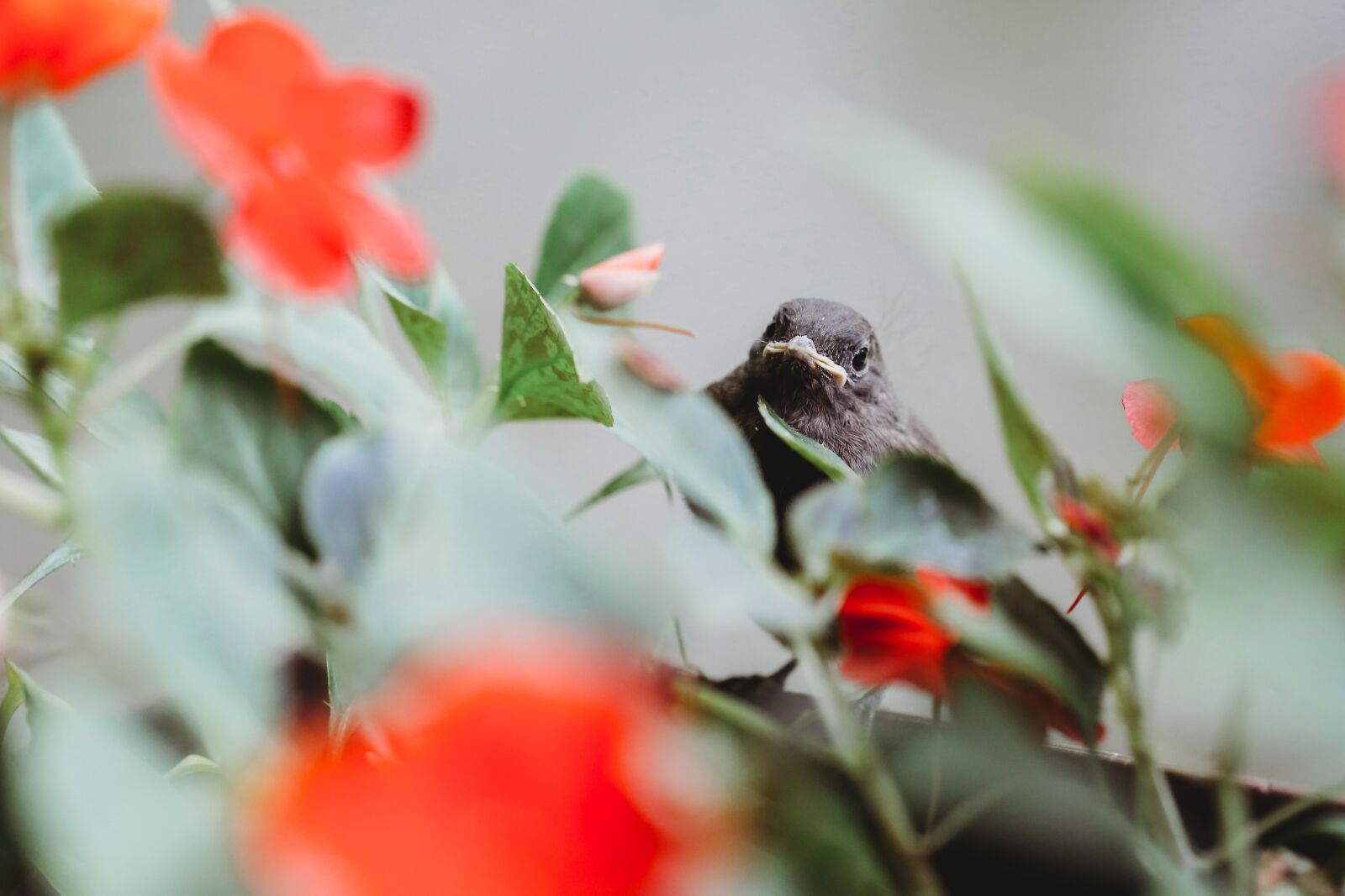 Canon EF 100mm F2.8 Macro USM sample photo. Nature, leaf, bird, flower photography
