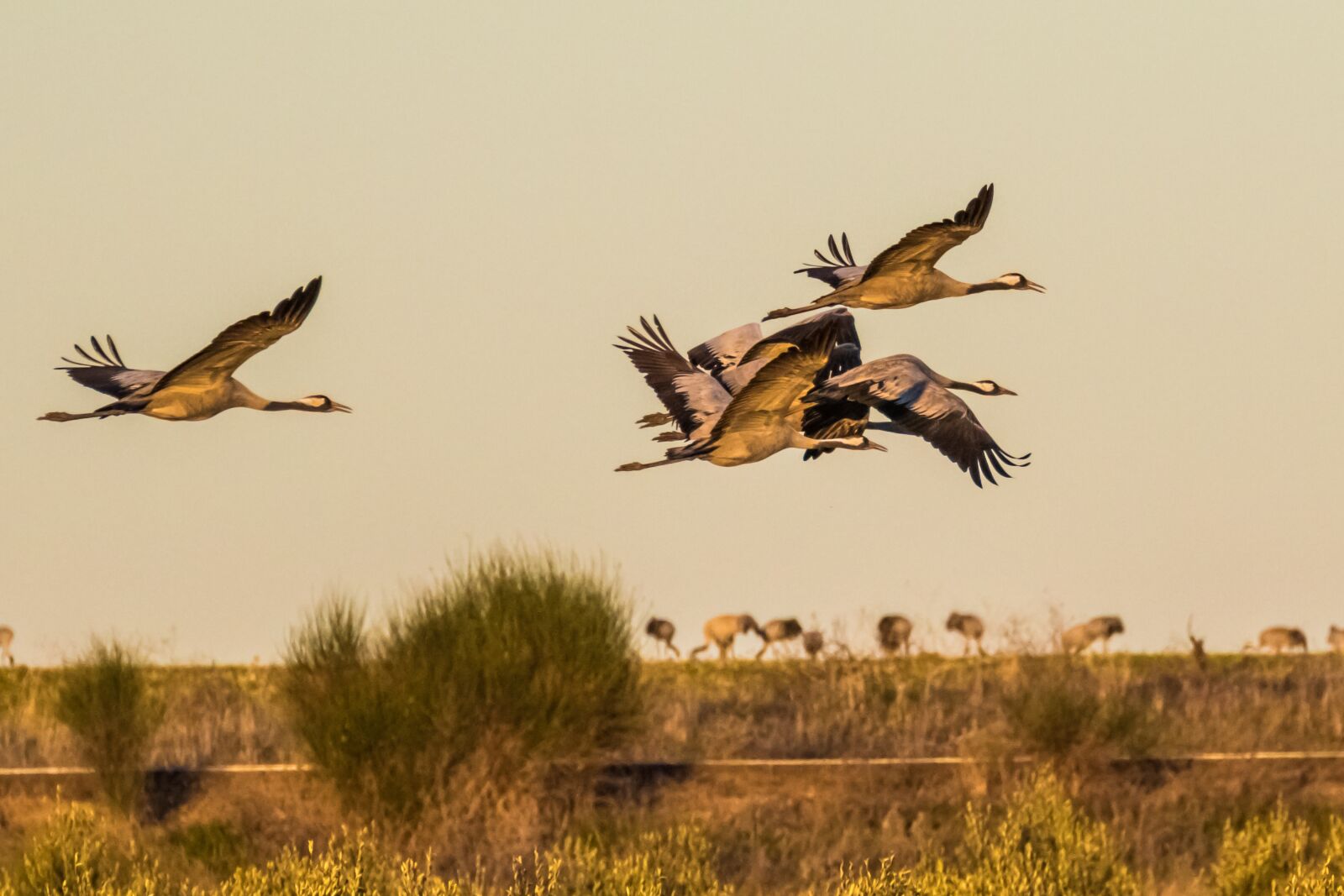 Canon EOS 7D Mark II sample photo. Spain, extremadura, common crane photography