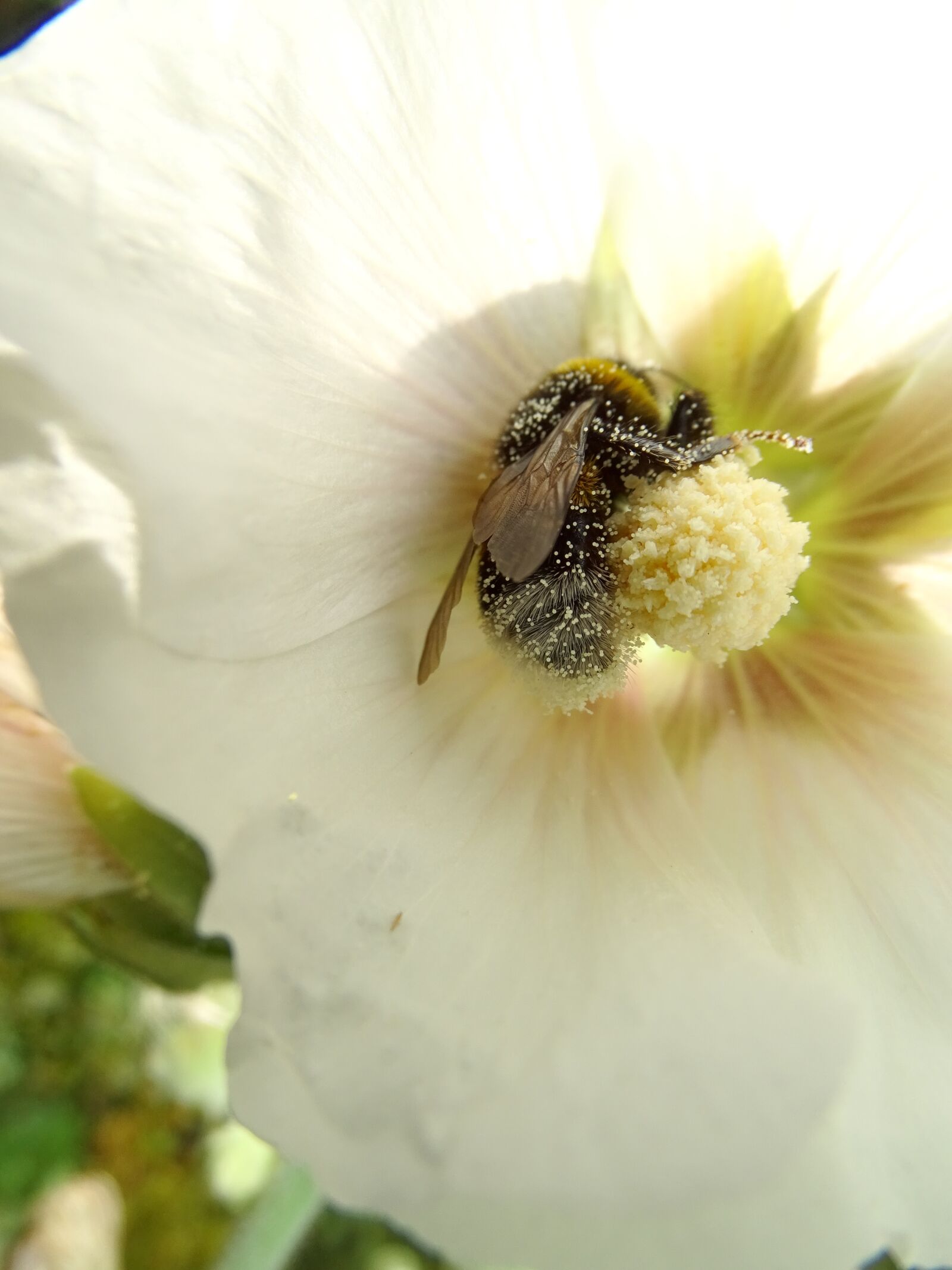 Sony Cyber-shot DSC-HX400V sample photo. Bine, flower, dust photography