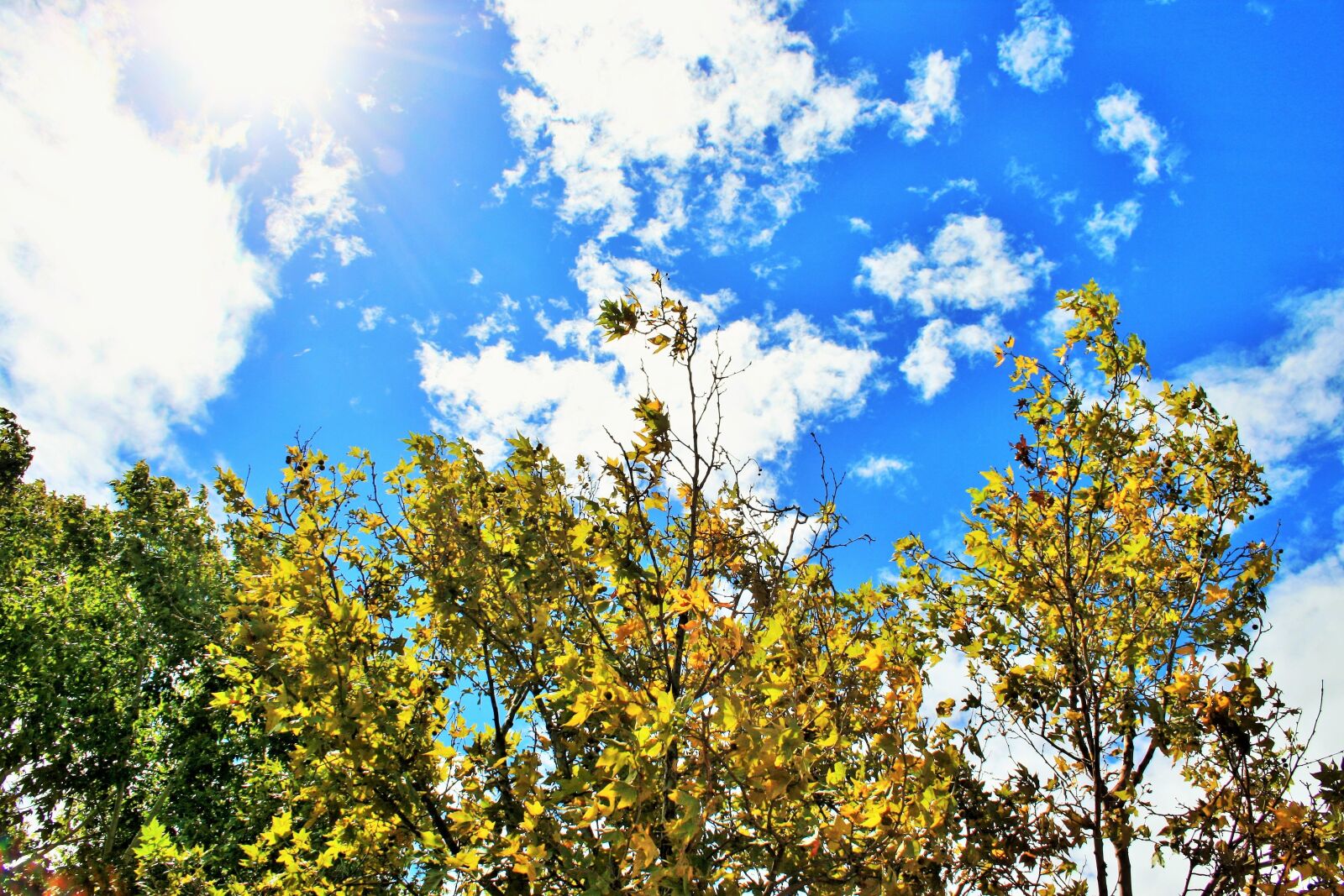 Canon EOS 400D (EOS Digital Rebel XTi / EOS Kiss Digital X) sample photo. Trees, sky, blue photography