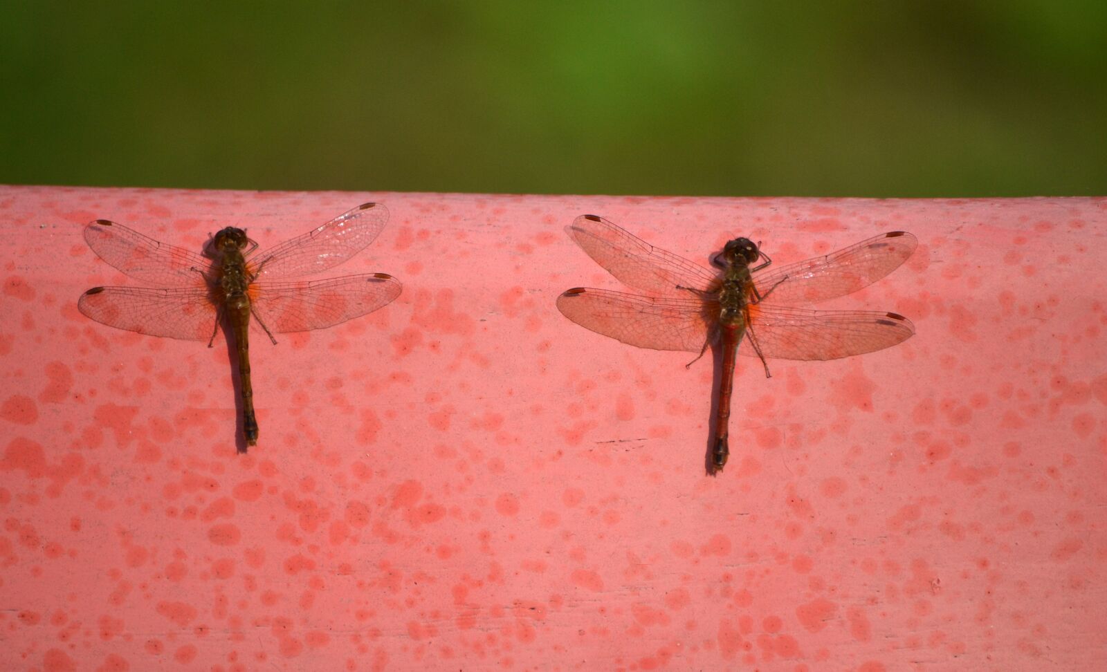 Nikon D3100 sample photo. Insects, invertebrates, male photography