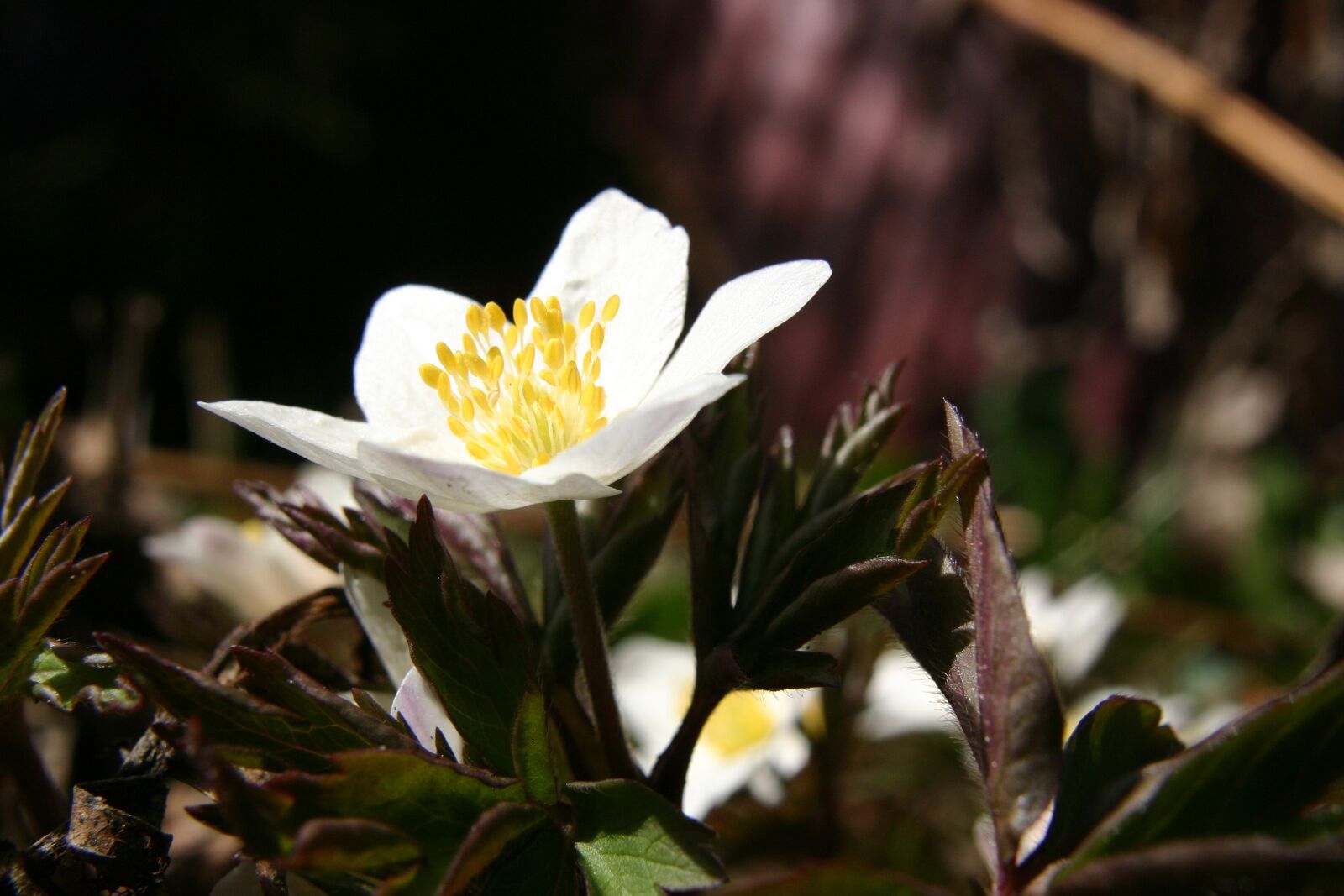 Canon EOS 300D (EOS Digital Rebel / EOS Kiss Digital) sample photo. Wood anemone, spring, flower photography