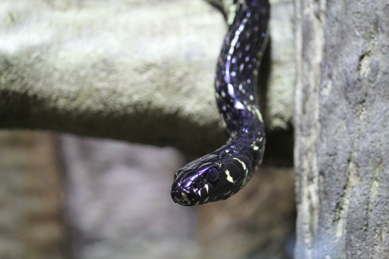 Canon EF-S 55-250mm F4-5.6 IS II sample photo. Black, white, speckle, snake photography