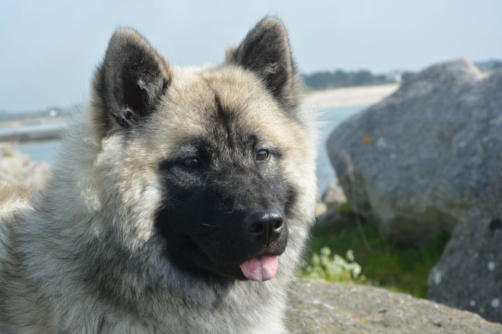 Nikon D5200 sample photo. Dog, bitch nova eurasier photography
