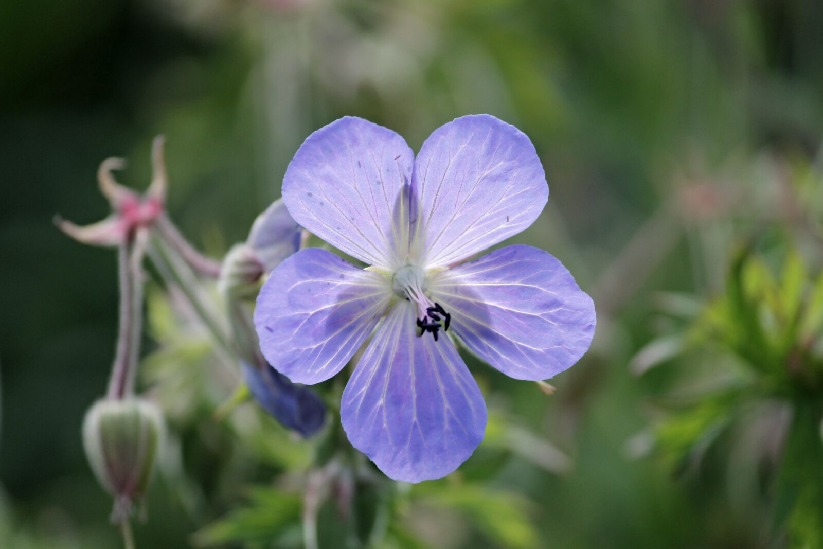 Canon EOS 1100D (EOS Rebel T3 / EOS Kiss X50) sample photo. Meadow cranesbill, cranesbill, geranium photography