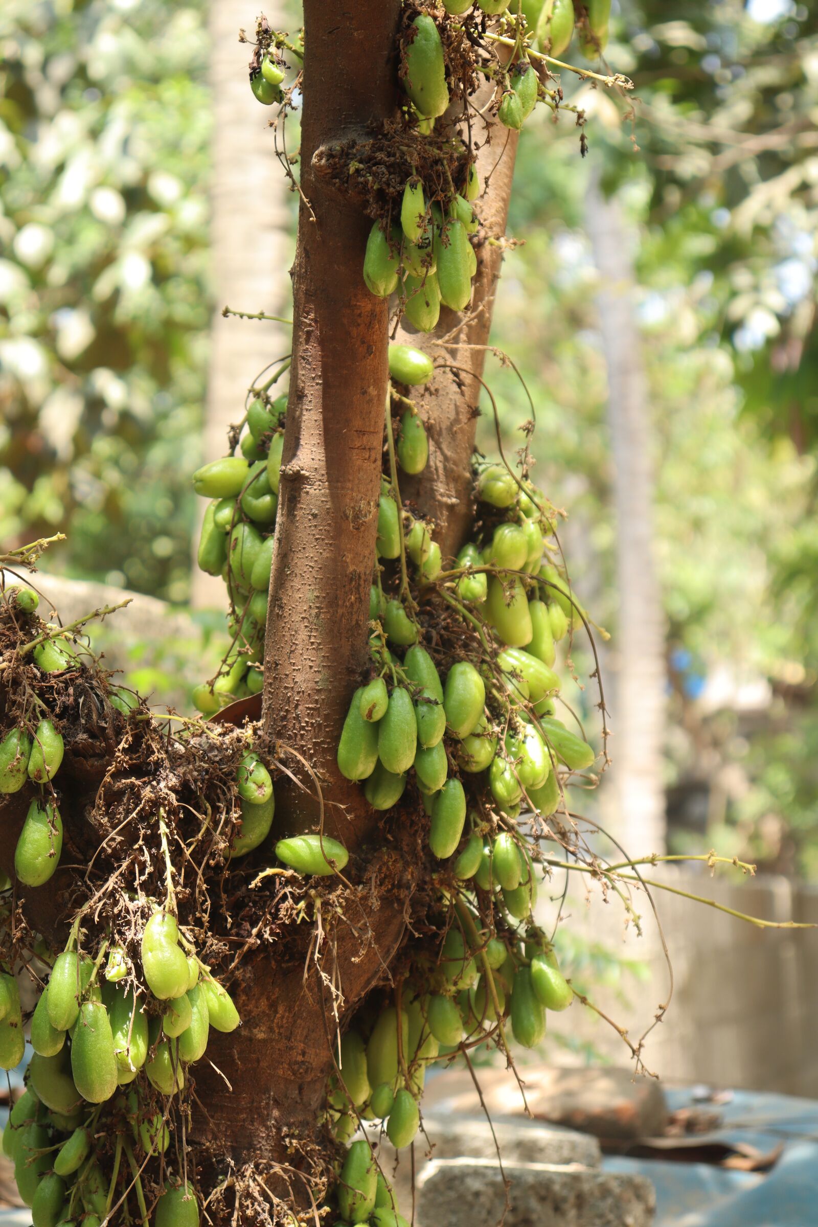 Canon EOS 250D (EOS Rebel SL3 / EOS Kiss X10 / EOS 200D II) sample photo. Kerala, bilimbi, tree photography