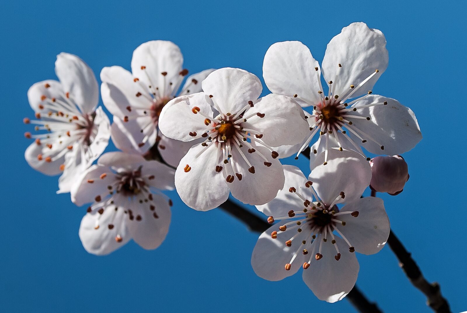 Nikon D3000 sample photo. Blossom, tree, spring photography