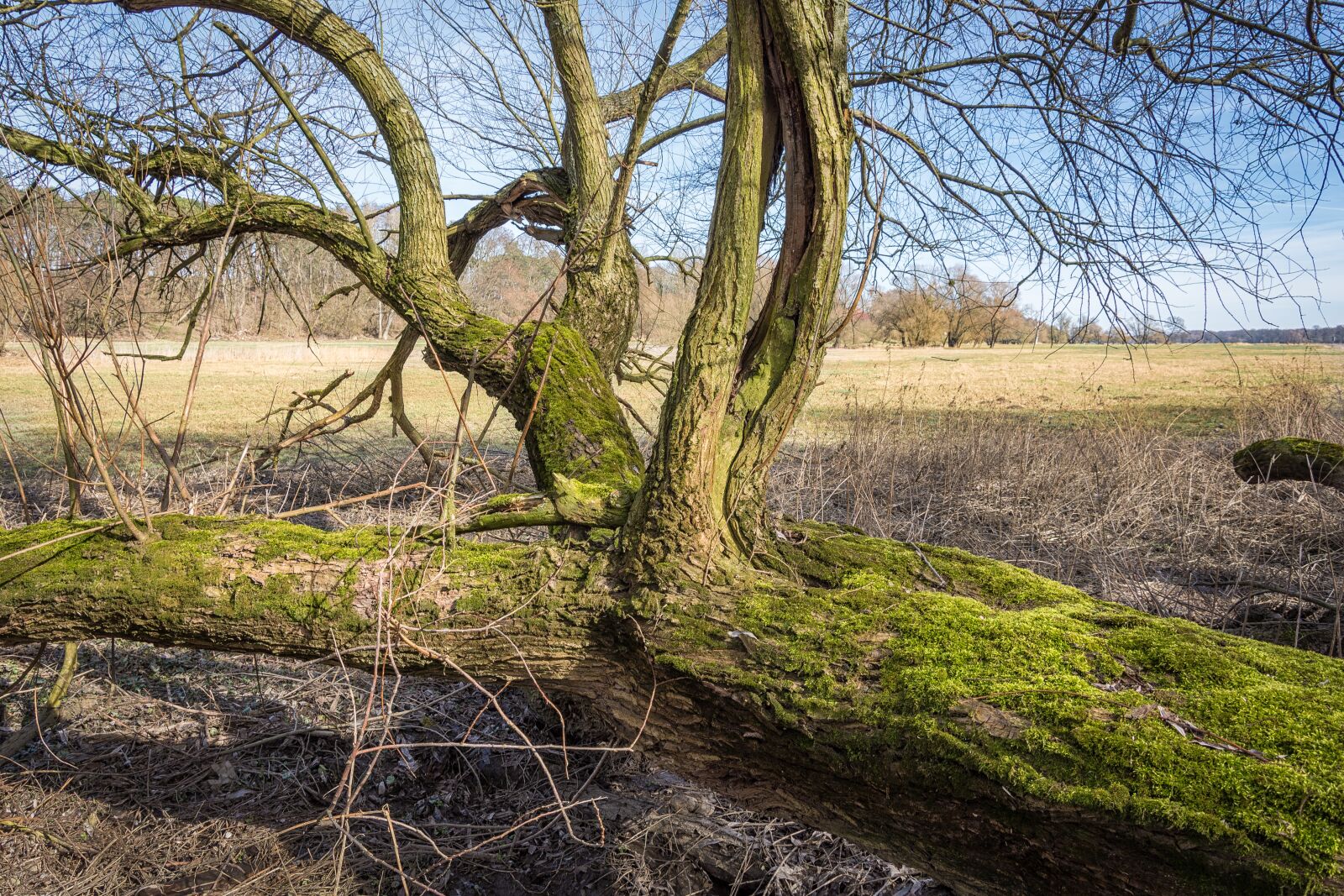 Nikon D7200 sample photo. Elbe, elbufer, river photography