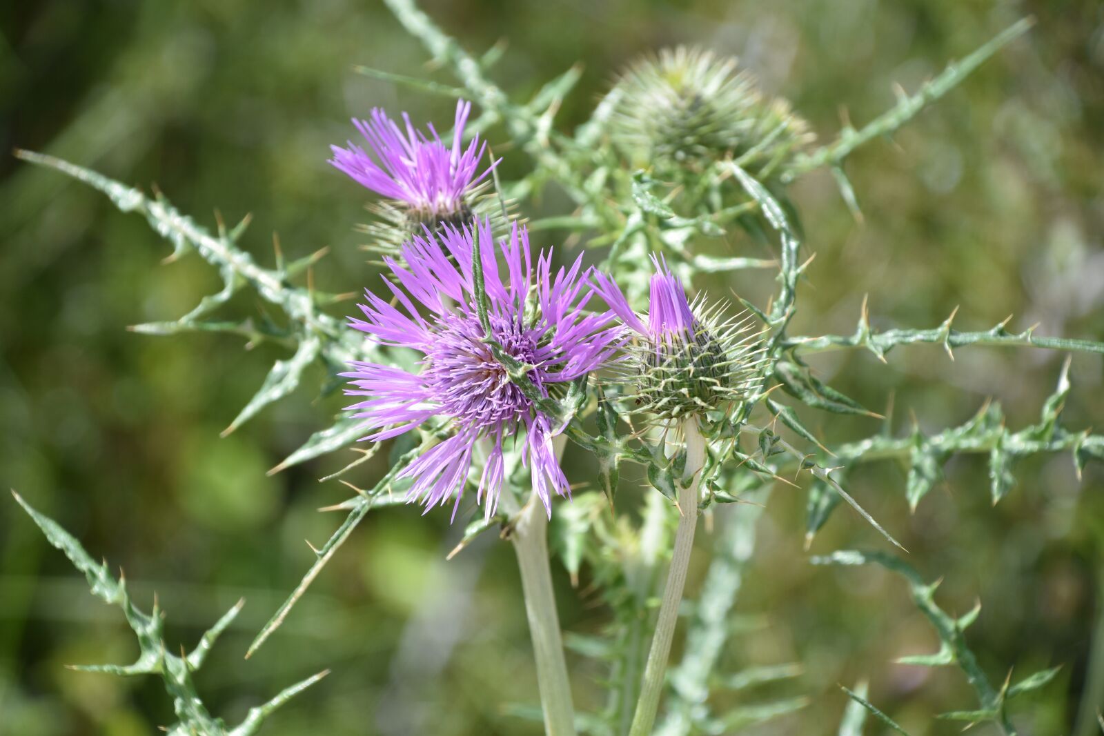 Nikon D5600 sample photo. Nature, flower, plant photography