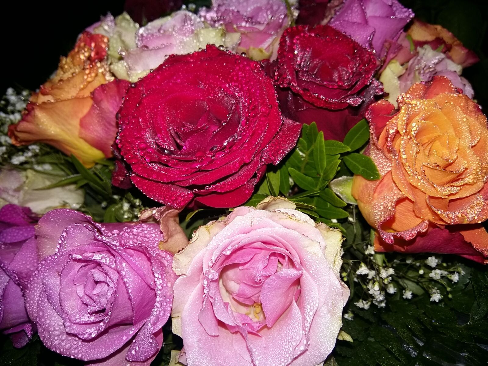 Samsung Galaxy A5 sample photo. Rose, flowers, dew photography