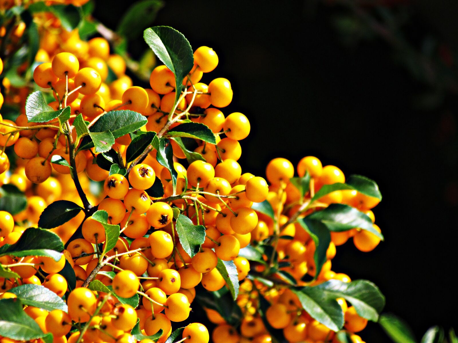 Canon PowerShot SX30 IS sample photo. Berries, bush, balls photography