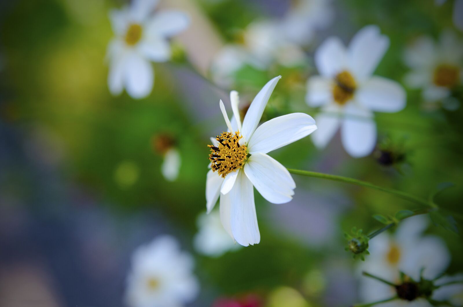 Nikon D7000 sample photo. Nature, flower, flora photography