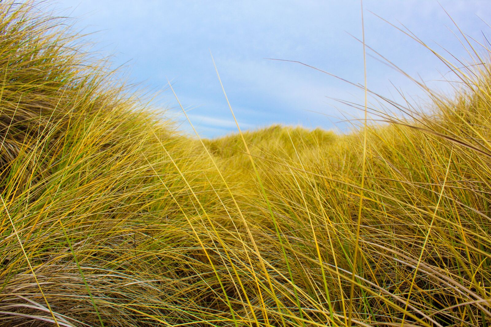 Canon EOS 1300D (EOS Rebel T6 / EOS Kiss X80) sample photo. Seagrass, beach, plant photography
