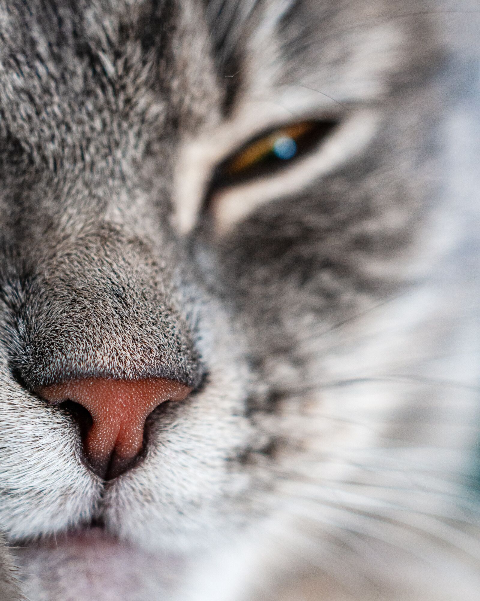Nikon D300S sample photo. Cat, close up, macro photography