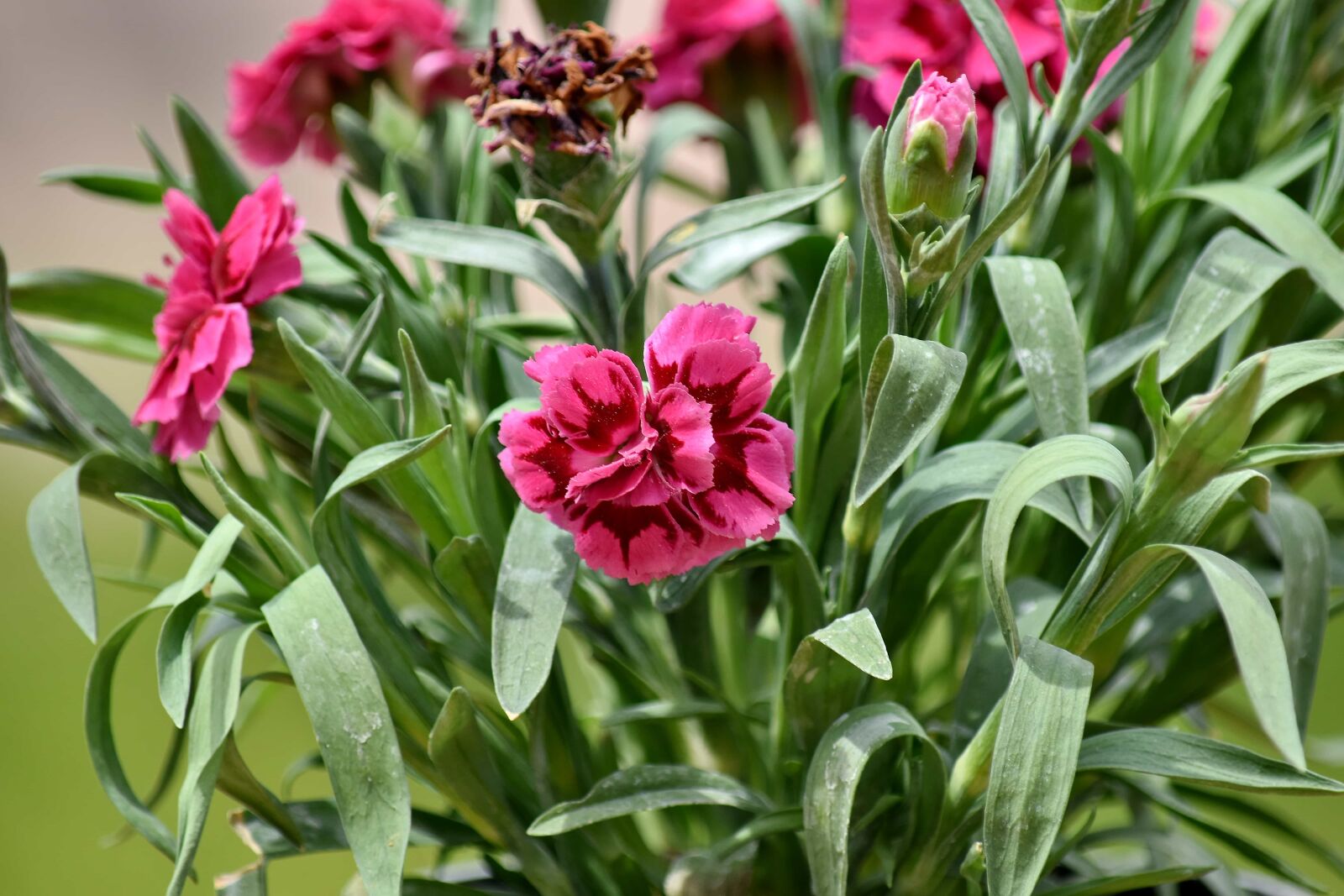 Nikon D5500 sample photo. Carnation, pinkish, flower, shrub photography