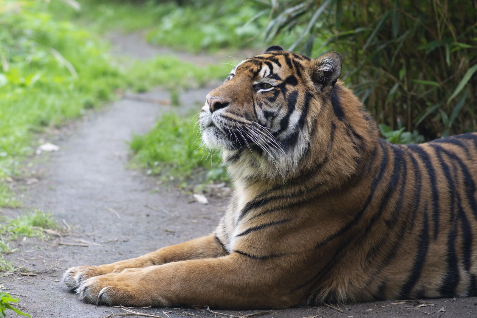 Nikon D7200 sample photo. Tiger, zoo, feline photography
