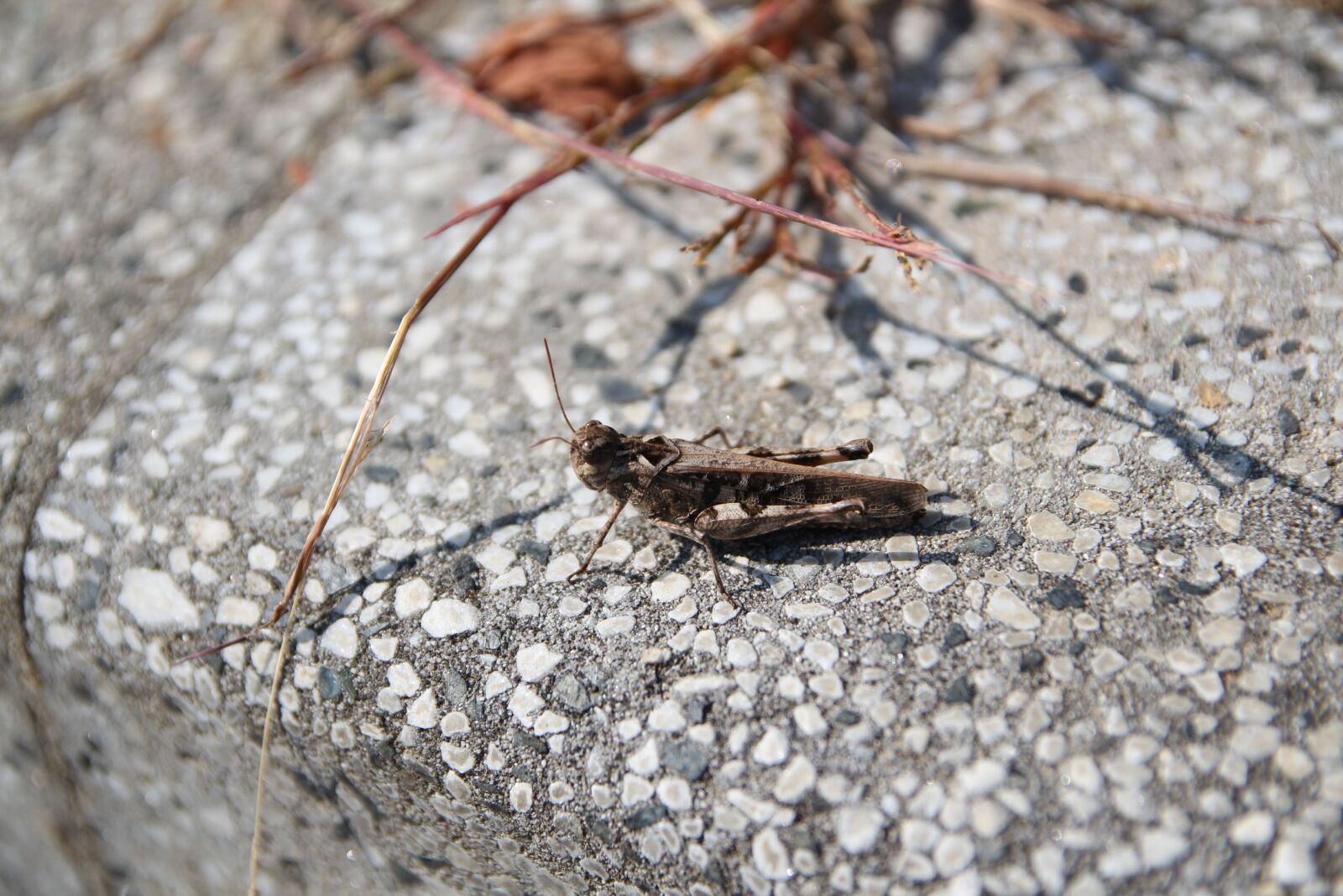Canon EOS 650D (EOS Rebel T4i / EOS Kiss X6i) sample photo. Invoice-grasshopper, nature, forest photography