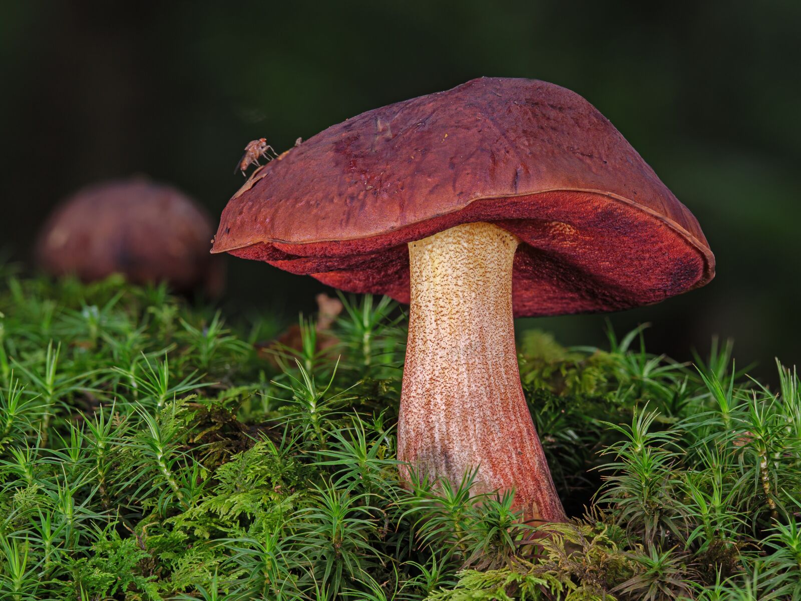 Olympus M.Zuiko Digital ED 60mm F2.8 Macro sample photo. Mushroom, forest, moss photography