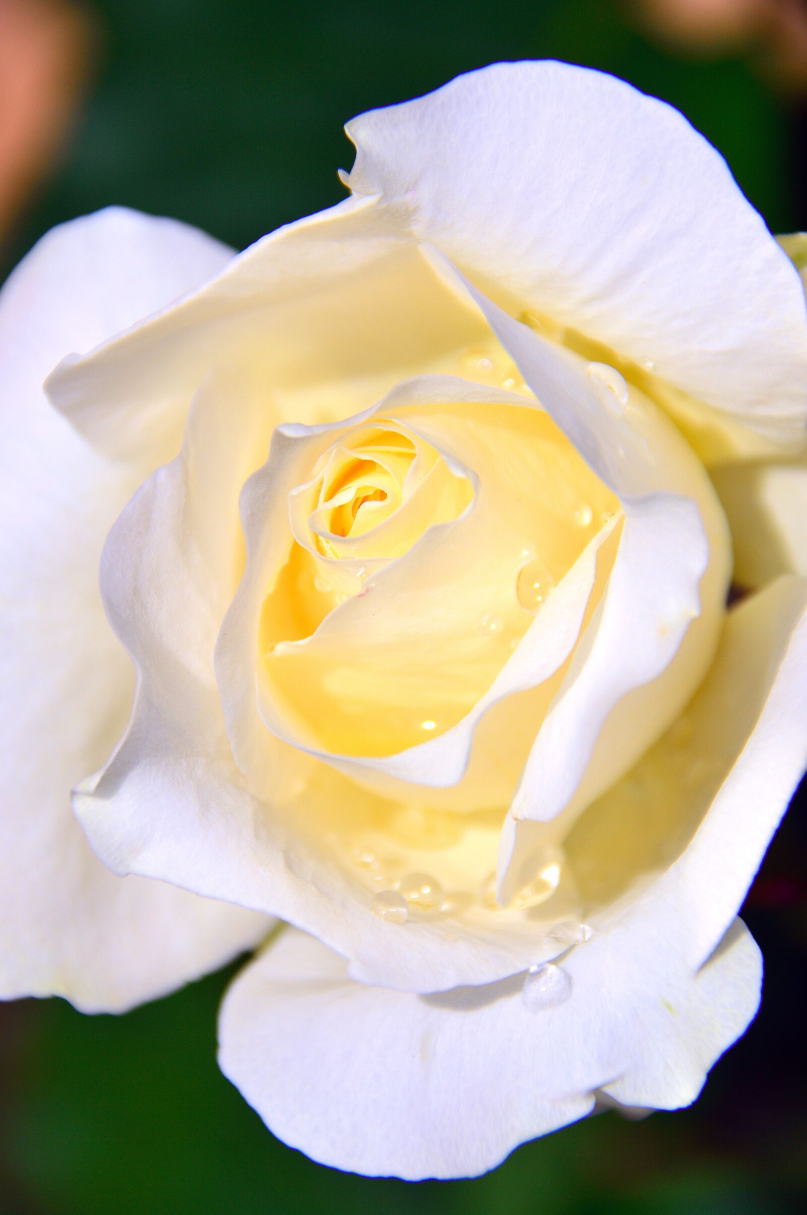 Nikon D3200 sample photo. White, white roses, just photography