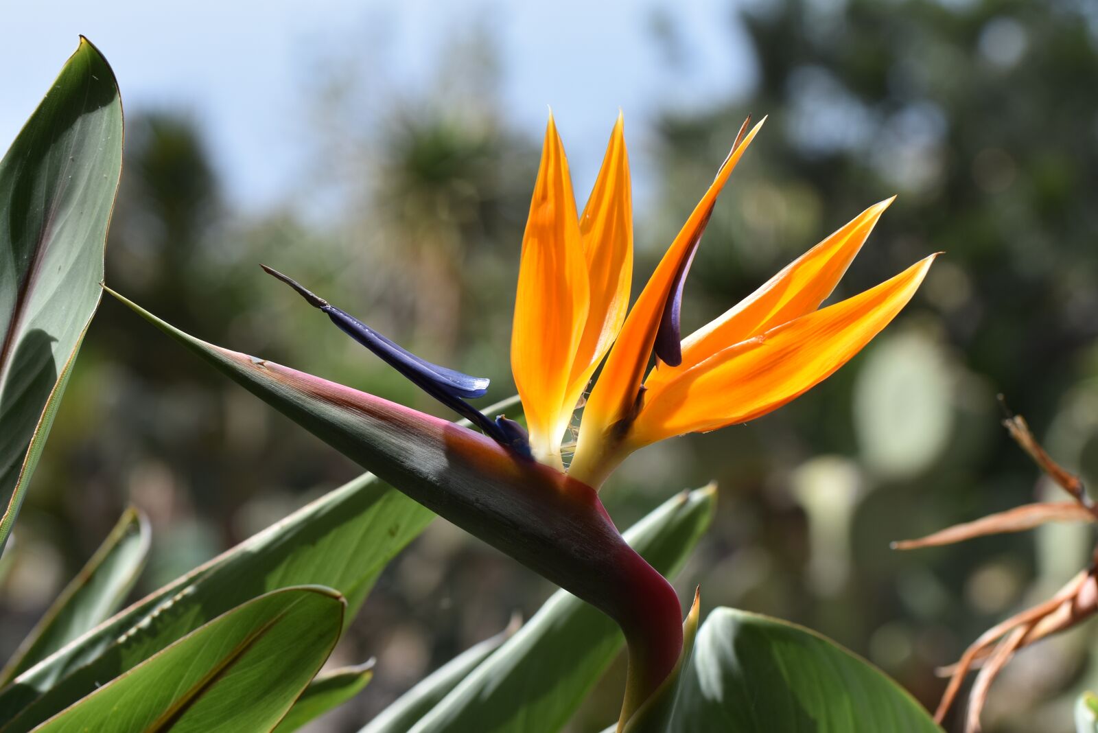 Nikon D3400 sample photo. Madeira, caudata, exotic flower photography