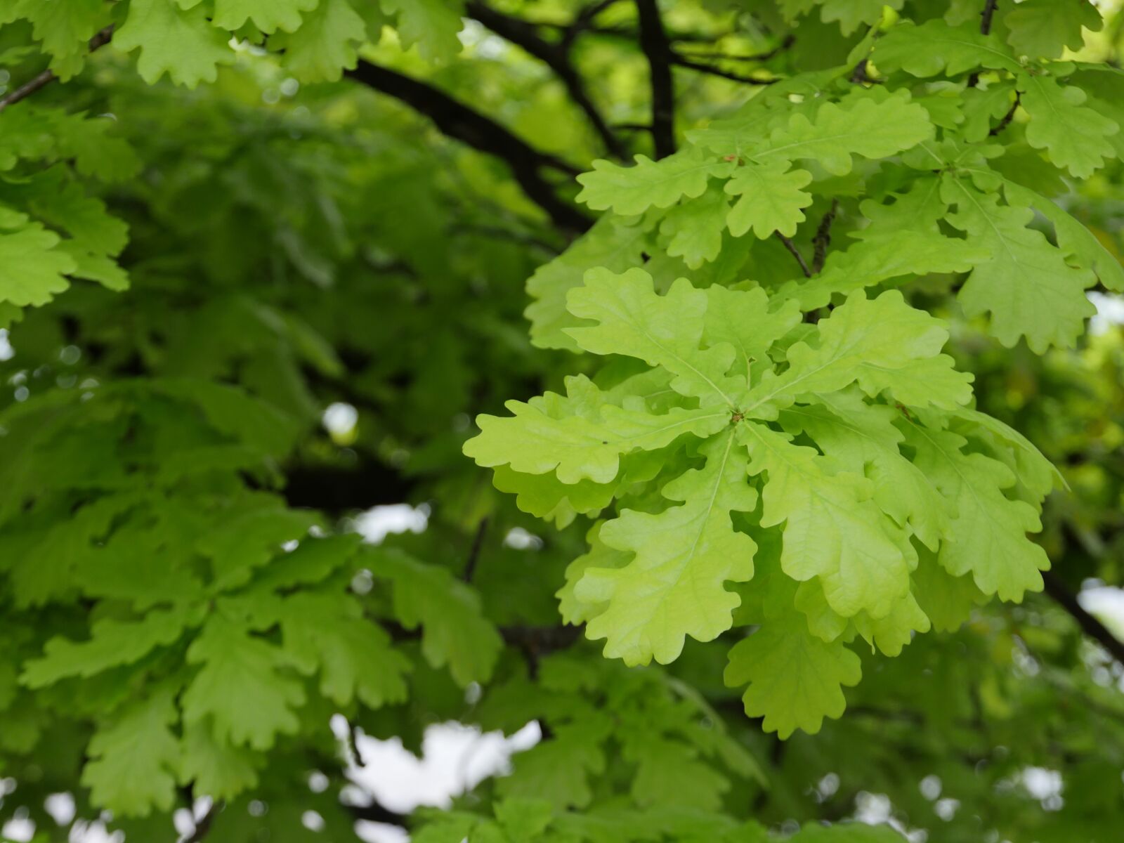 Panasonic Lumix DMC-GX8 sample photo. Leaf, oak, nature photography