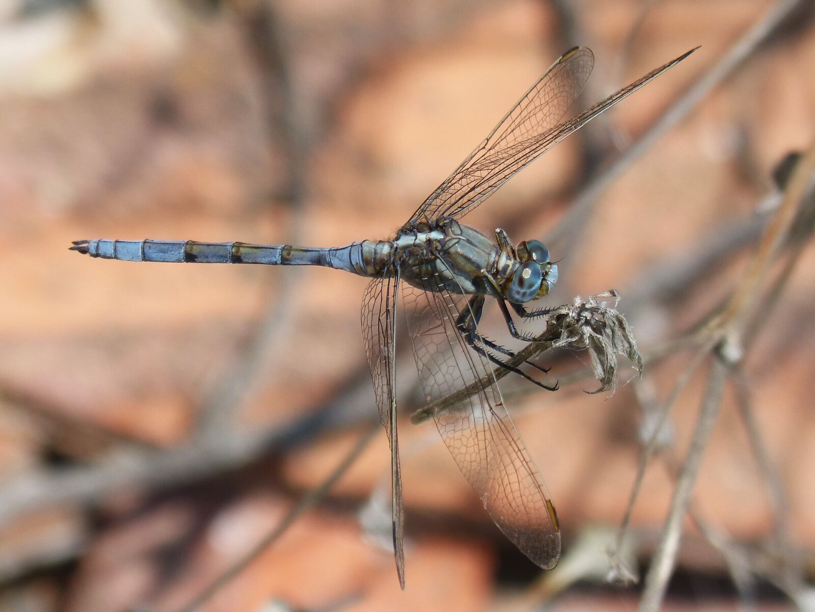 Panasonic DMC-FZ62 sample photo. Dragonfly, blue dragonfly, flying photography