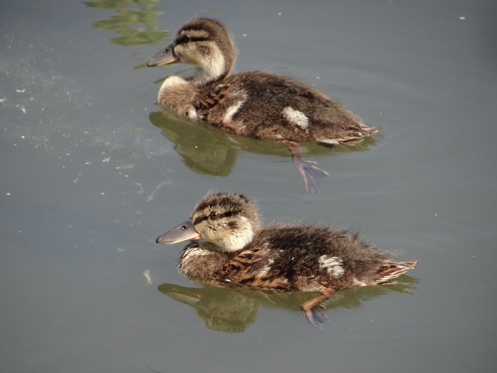 Sony DSC-HX200V sample photo. Mallard duck, young, hybrid photography