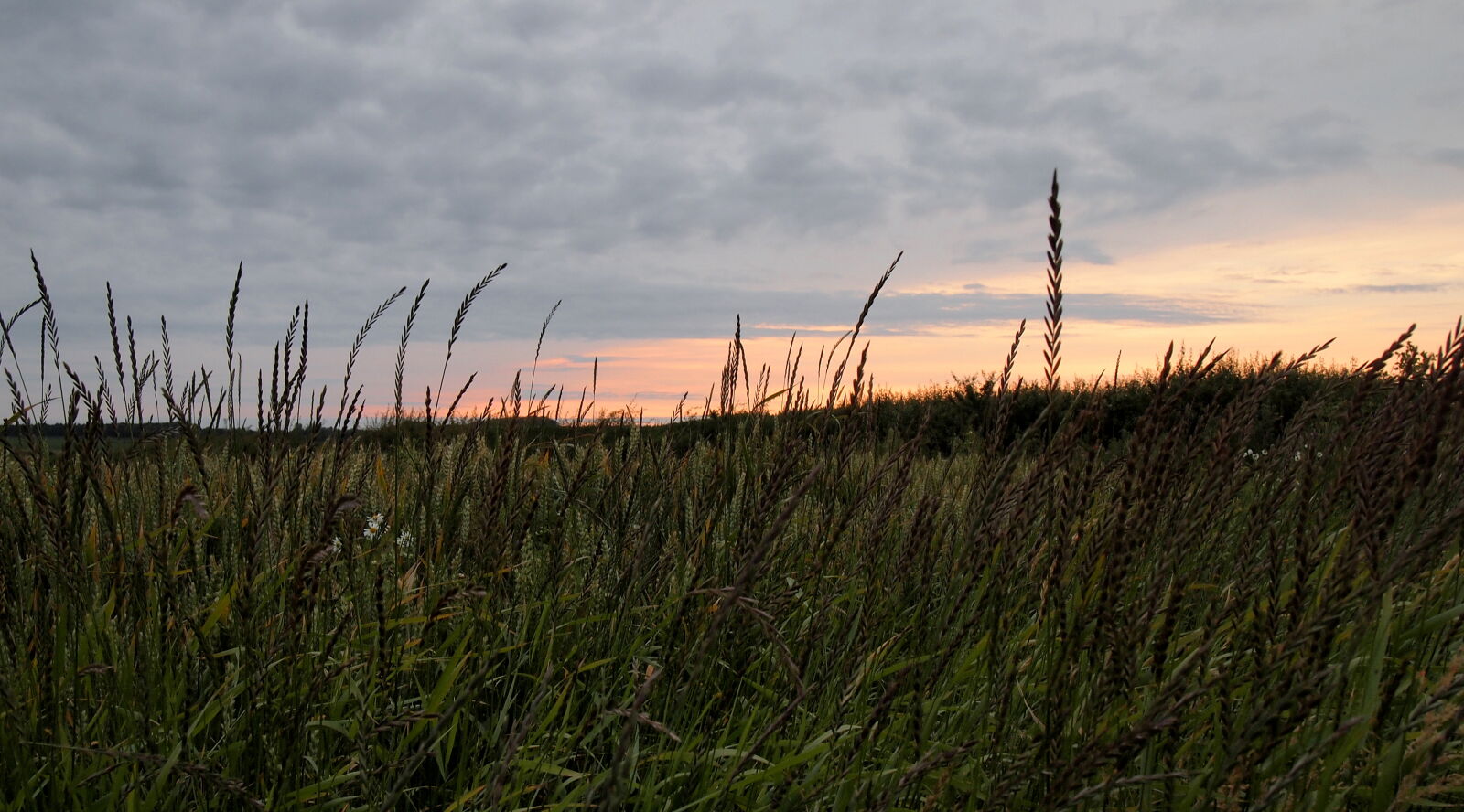 Olympus PEN E-PL2 sample photo. Green, grass, overlooking, sun photography