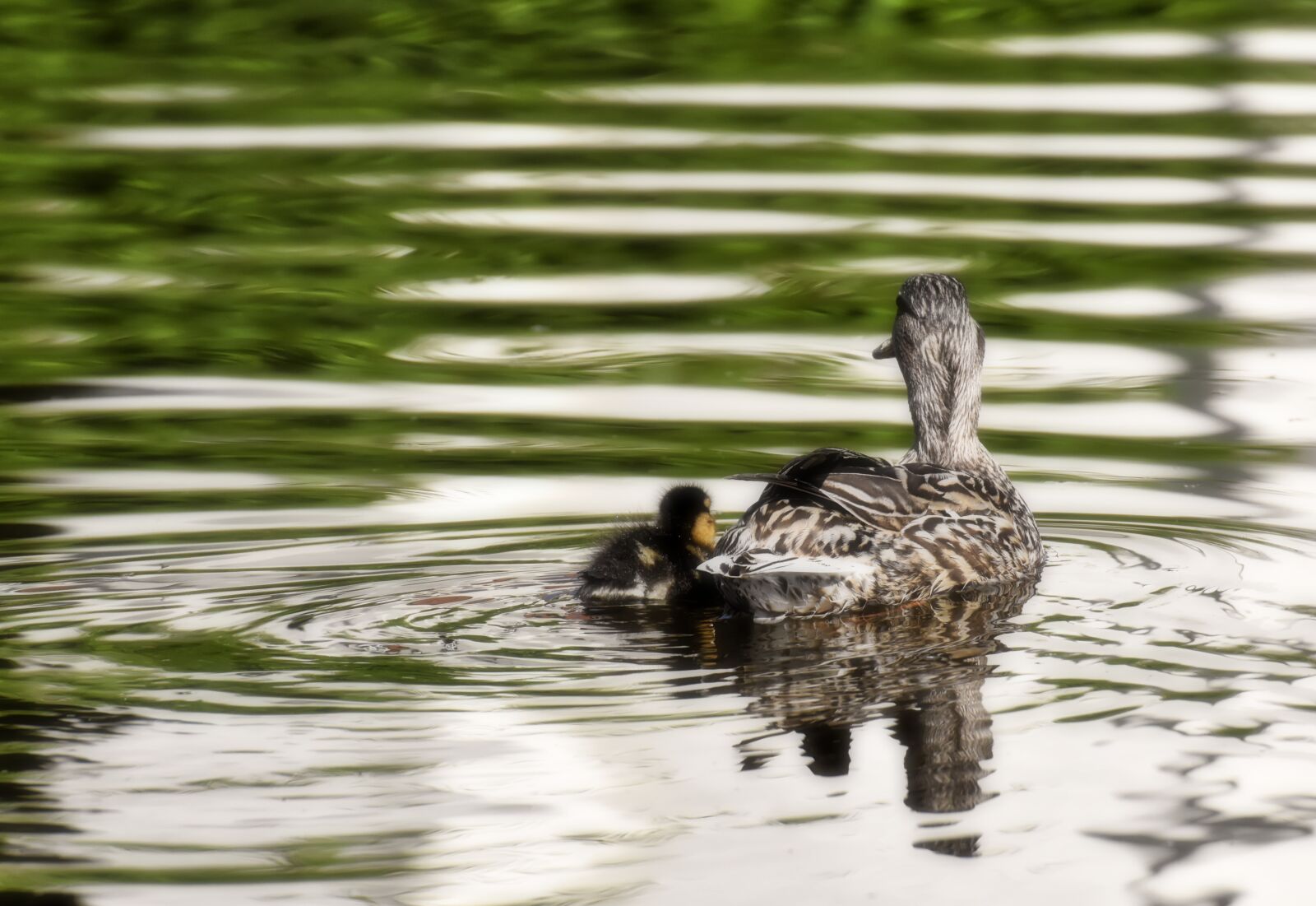 Nikon D7200 sample photo. Mama, child, peaceful photography