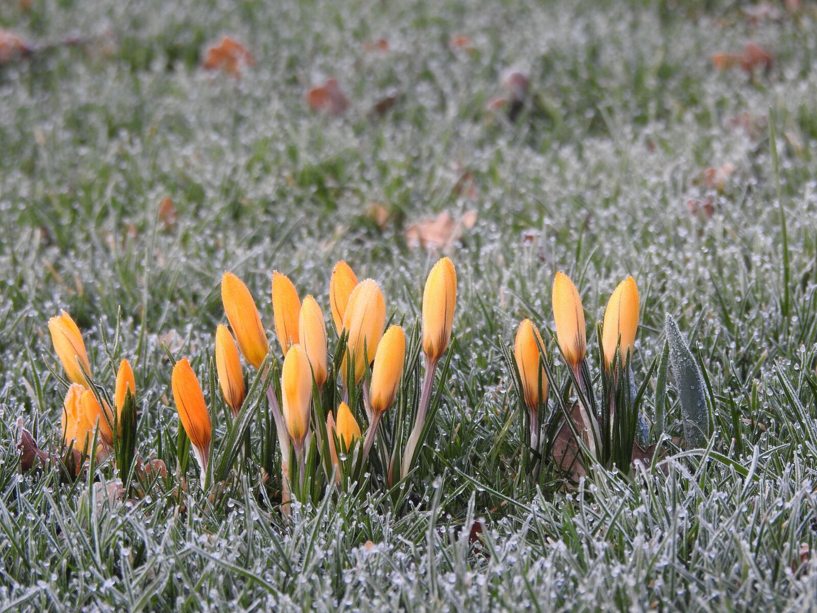 Nikon Coolpix P900 sample photo. Crocus, frozen, yellow photography