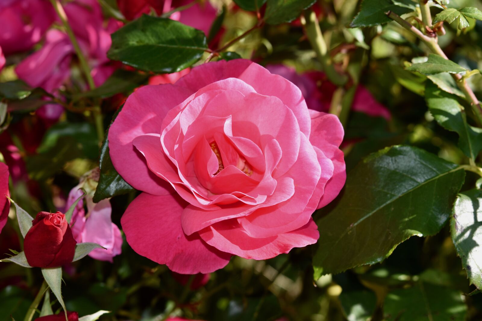 Nikon D5600 sample photo. Pink, flower rose, rosebush photography