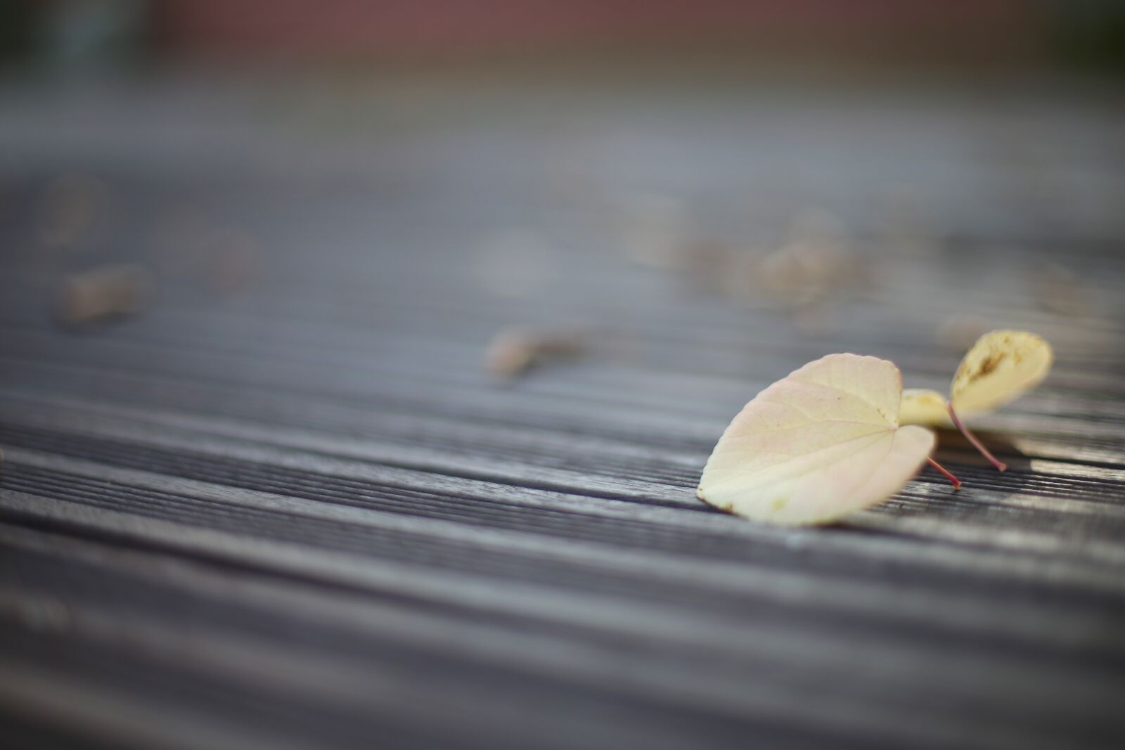 Canon EOS-1D X + Canon EF 50mm F1.4 USM sample photo. Maple leaf, autumn, the photography