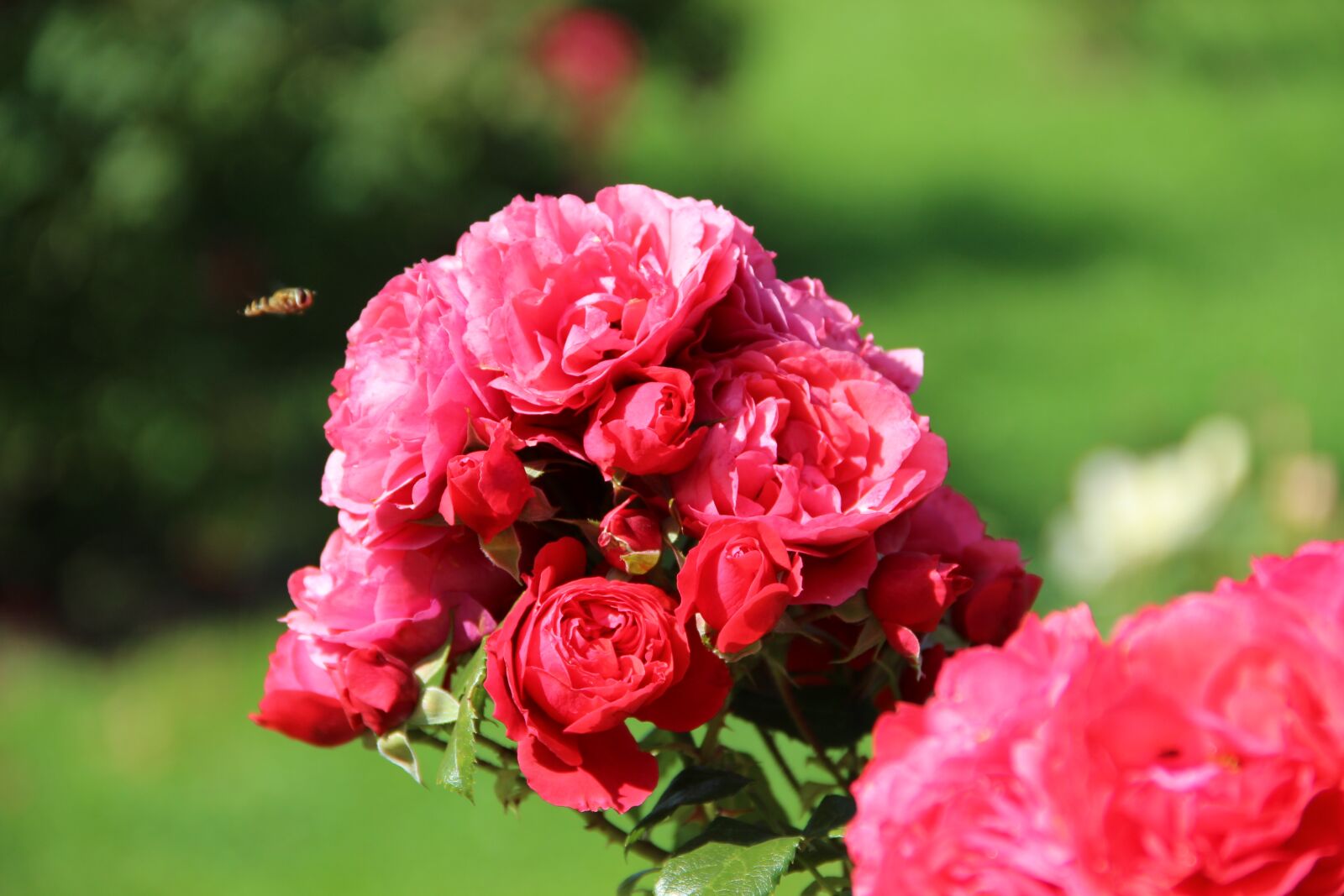 Canon EF-S 18-135mm F3.5-5.6 IS sample photo. Irina, roses, rose garden photography
