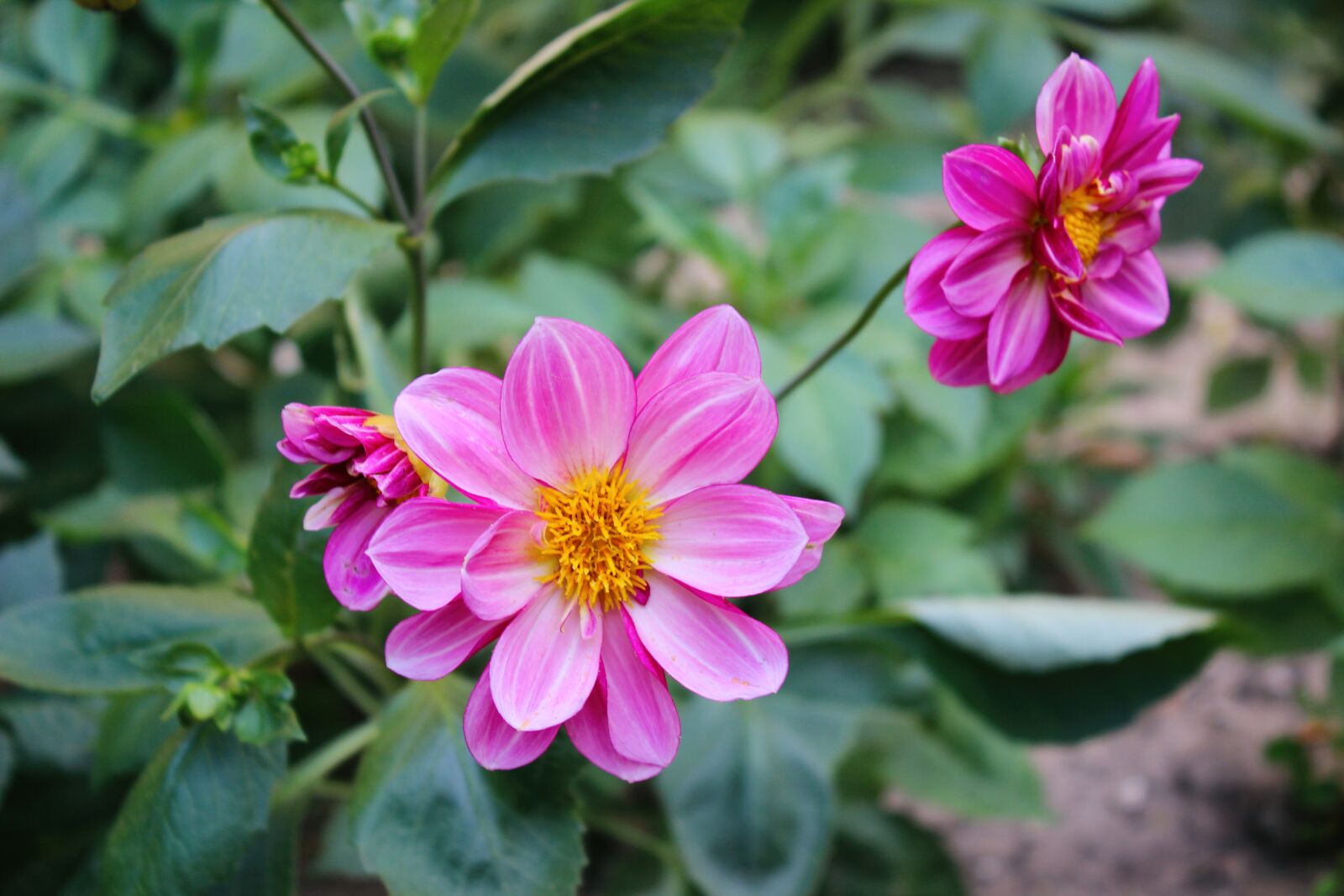 Canon EOS 600D (Rebel EOS T3i / EOS Kiss X5) sample photo. Flower, flowers, garden photography