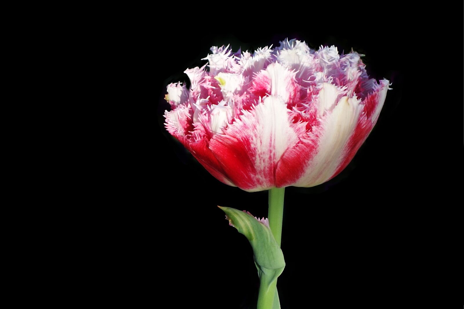 Hasselblad Stellar sample photo. Tulip, flower, flora photography