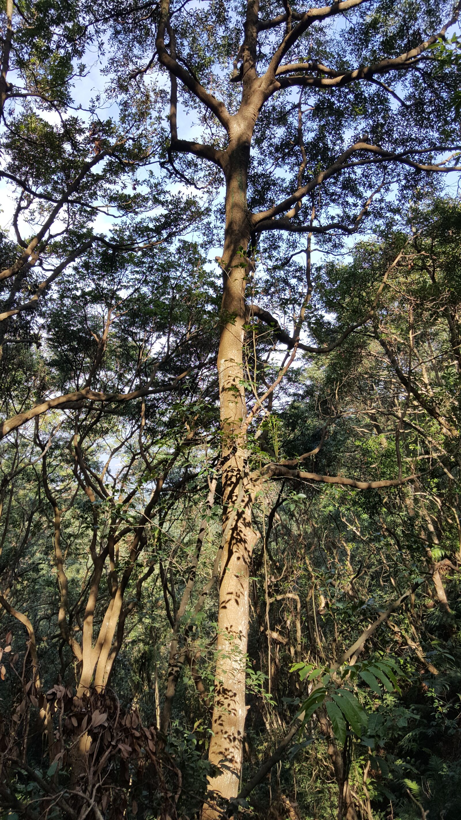 Samsung Galaxy Note5 sample photo. Trees, taipo, hong kong photography